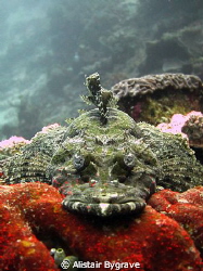Flathead in Wakatobi by Alistair Bygrave 